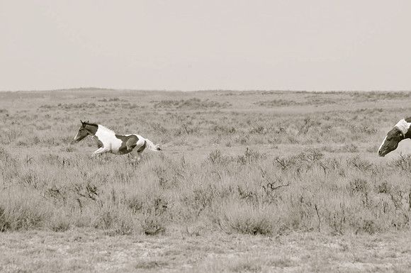 Jennifer Glassman Photography McCullough Peaks Series 2014 22  2014-06-13