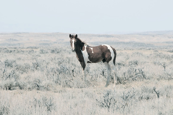 Jennifer Glassman Photography McCullough Peaks Series 2014 7  2014-06-13