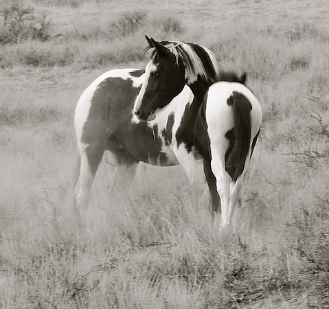 McCulloughPeaks Series II_edited-2