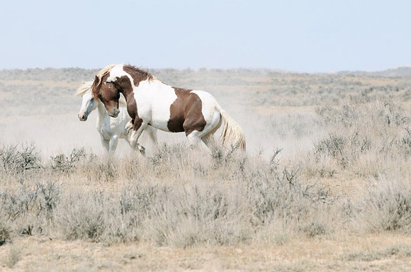 McCullough Peaks Stallion Series VI_edited-1