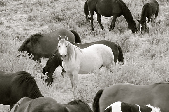 Jennifer Glassman Photography McCullough Peaks Series 2014 27  2014-06-13