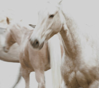 Jennifer Glassman Photography 2014 5  2011-04-19