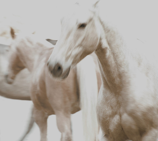 Jennifer Glassman Photography 2014 5  2011-04-19