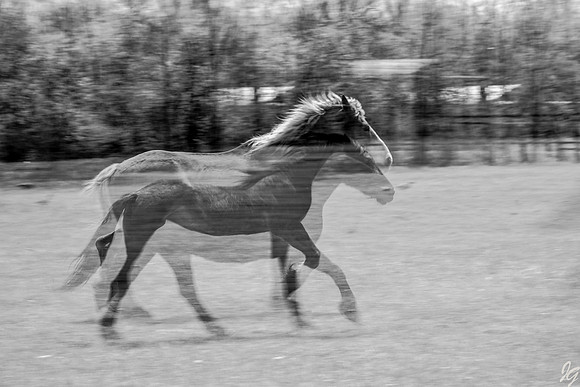 JG Images Chasing Fences-16