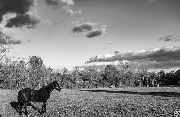 JG Images Chasing Fences-8