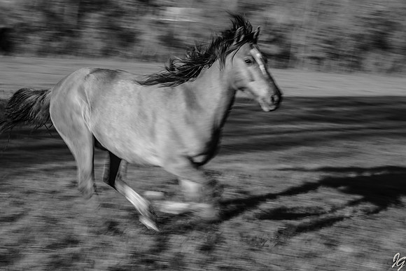 JG Images Chasing Fences-11