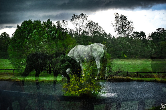 JG Images Chasing Fences 2021-5-2