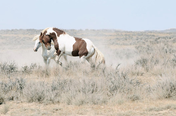 McCullough Peaks Stallion Series VI_edited-1