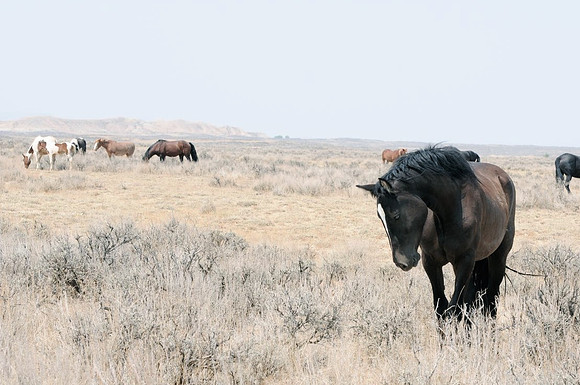 Jennifer Glassman Photography McCullough Peaks Series 2014 8  2014-06-13