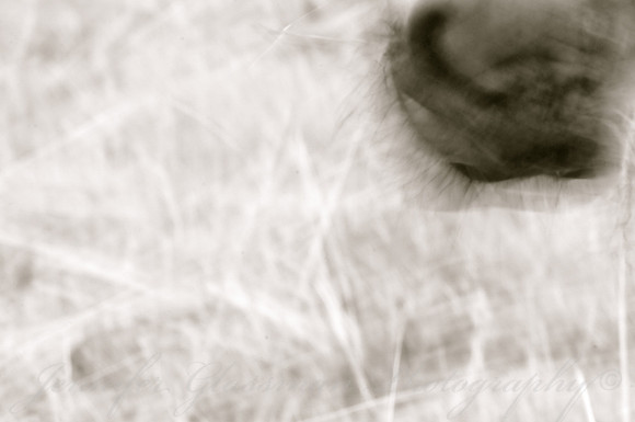Jennifer Glassman Photography Stockholm Series 2014 47814