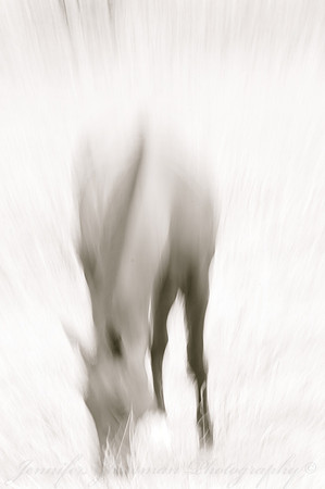 Jennifer Glassman Photography Stockholm Series 2014 47810
