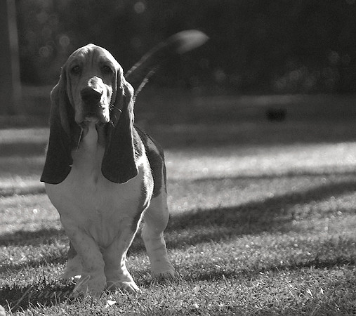 Jennifer Glassman Photography - Blossomhil 5  2013-12-31
