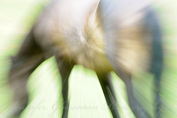 Jennifer Glassman Photography Stockholm Series 2014 47812