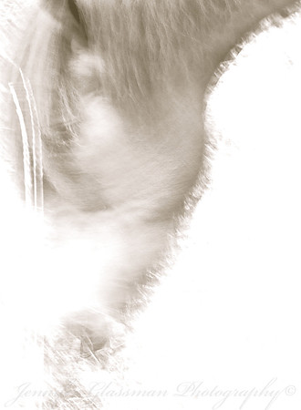 Jennifer Glassman Photography Stockholm Series 2014 47830