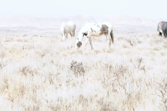 Jennifer Glassman Photography McCullough Peaks Series 2014 5  2014-06-13