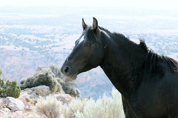 Jennifer Glassman Photography McCullough Peaks Series 2014 3  2014-06-13