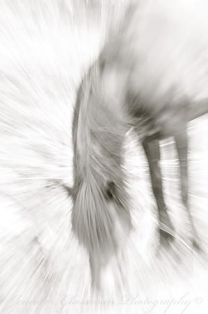 Jennifer Glassman Photography Stockholm Series 2014 47818
