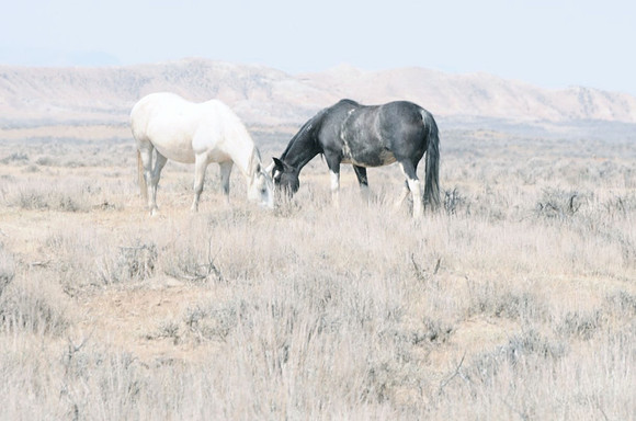 Jennifer Glassman Photography McCullough Peaks Series 2014 6  2014-06-13