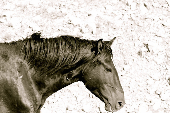Jennifer Glassman Photography McCullough Peaks Series 2014 2  2014-06-13