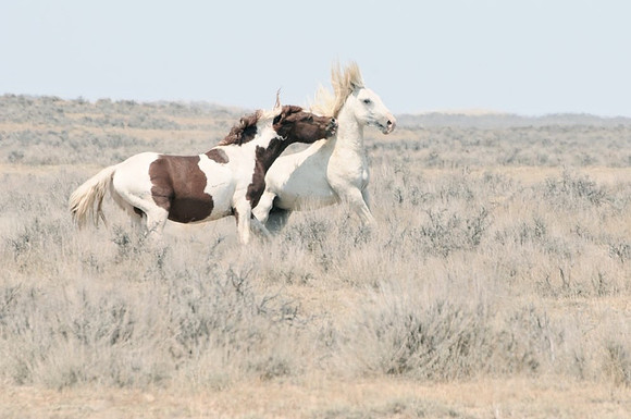 Jennifer Glassman Photography McCullough Peaks Series 2014 16  2014-06-13