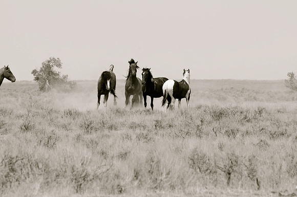 Jennifer Glassman Photography McCullough Peaks Series 2014 25  2014-06-13