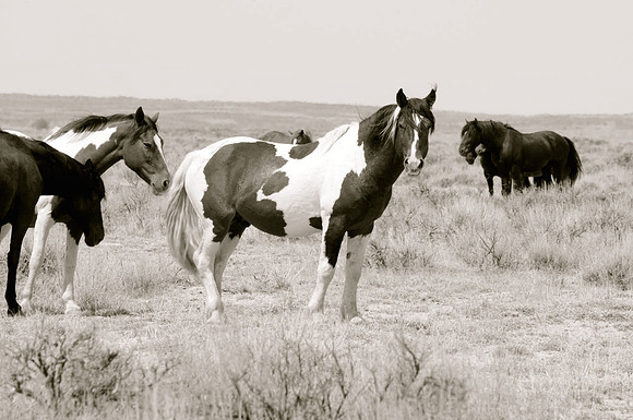 Jennifer Glassman Photography McCullough Peaks Series 2014 12  2014-06-13