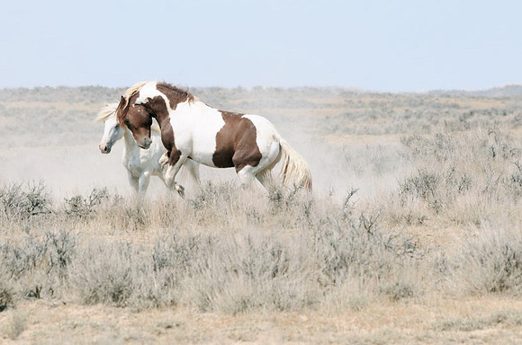 Jennifer Glassman Photography McCullough Peaks Series 2014 18  2014-06-13