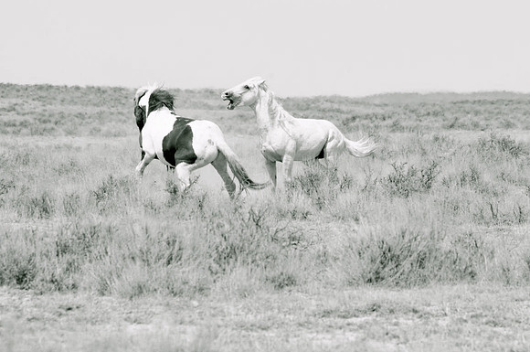Jennifer Glassman Photography McCullough Peaks Series 2014 17  2014-06-13