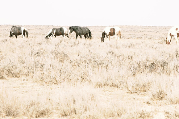 Jennifer Glassman Photography McCullough Peaks Series 2014 4  2014-06-13