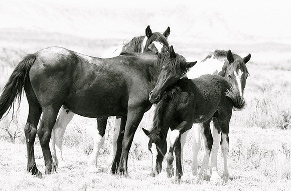 Jennifer Glassman Photography McCullough Peaks Series 2014 9  2014-06-13