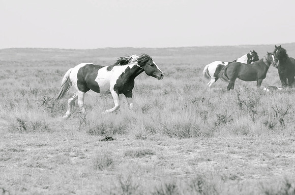Jennifer Glassman Photography McCullough Peaks Series 2014 20  2014-06-13