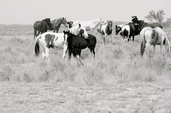 Jennifer Glassman Photography McCullough Peaks Series 2014 14  2014-06-13