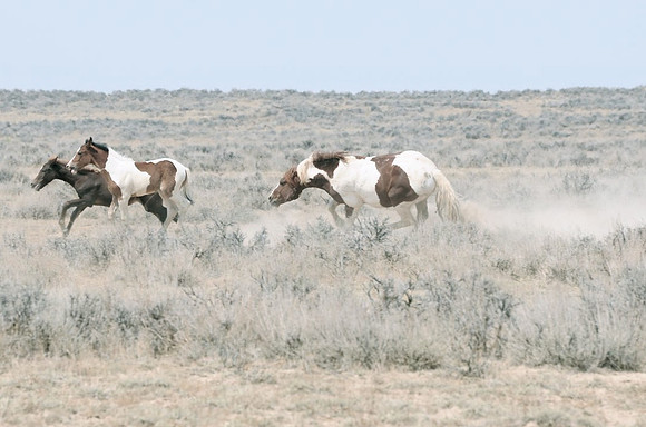 Jennifer Glassman Photography McCullough Peaks Series 2014 21  2014-06-13